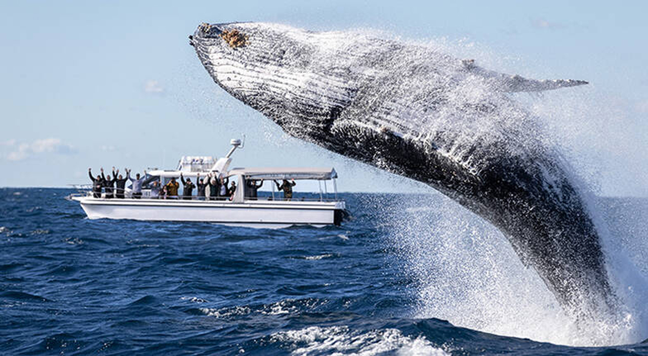 Ocean Whale Watching Experience - Wildlings