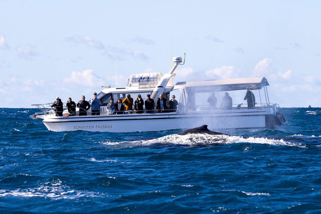 Ocean Whale Watching Experience - Wildlings