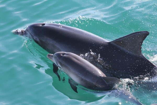 Dolphin cruise Jervis Bay